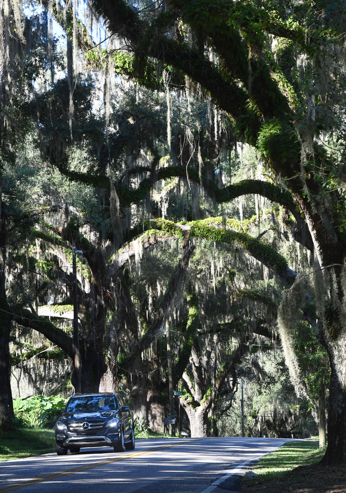 Avenue of Oaks Floral City